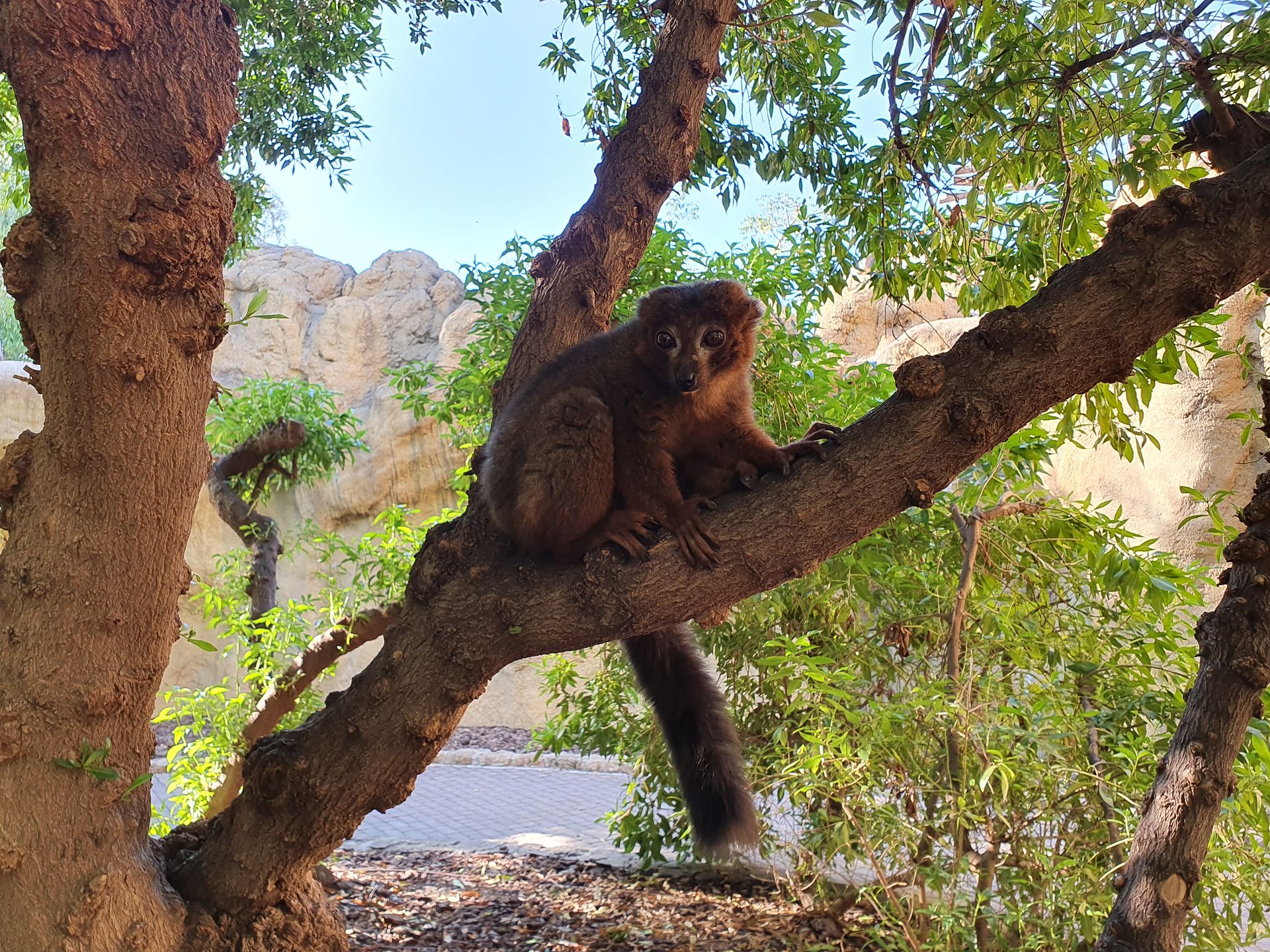 Bioparc Valencia